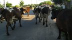 V zápcě s krávama